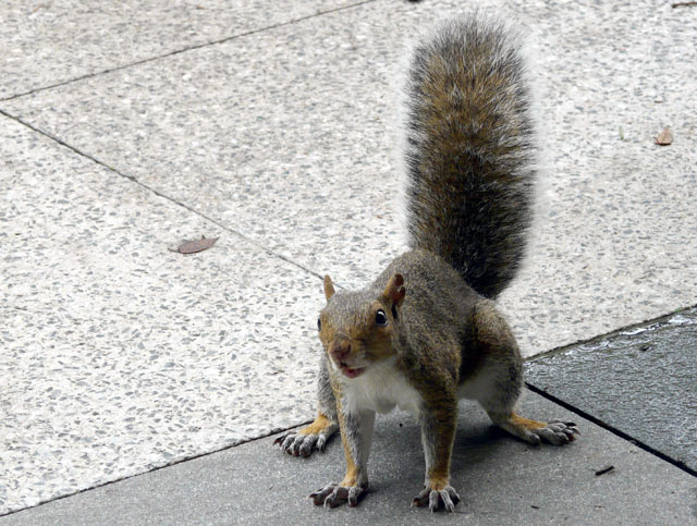 squirrel