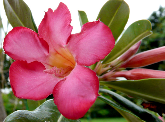 Desert Flower - adenium obesum