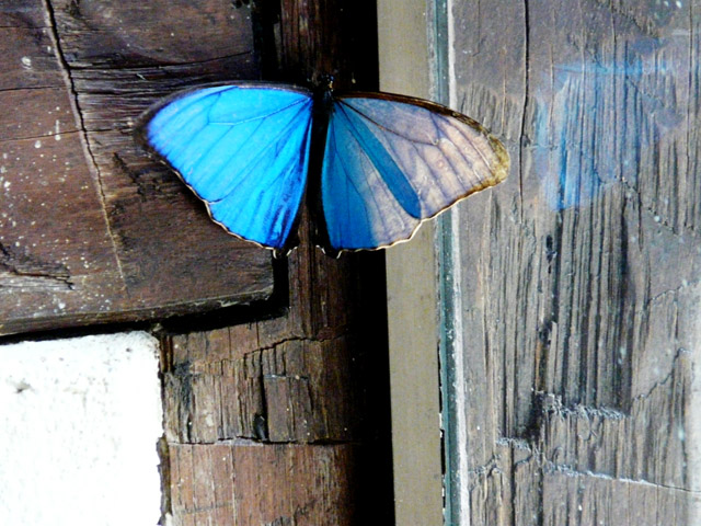 Blue Butterfly III