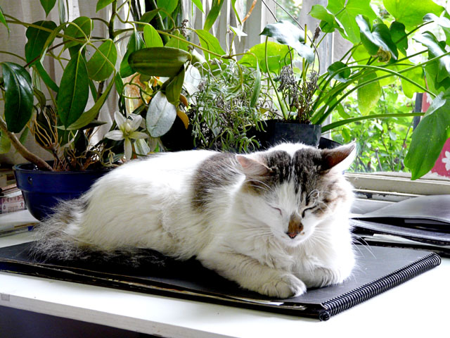 caty