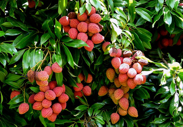 Lychee