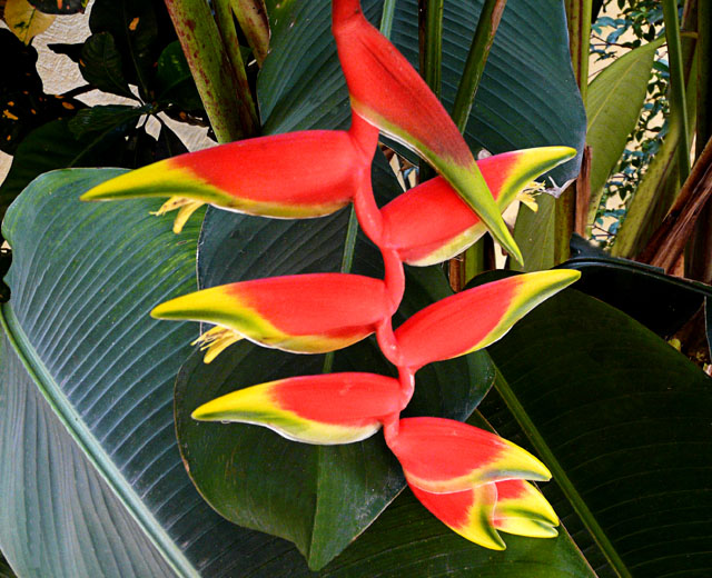 Heliconia