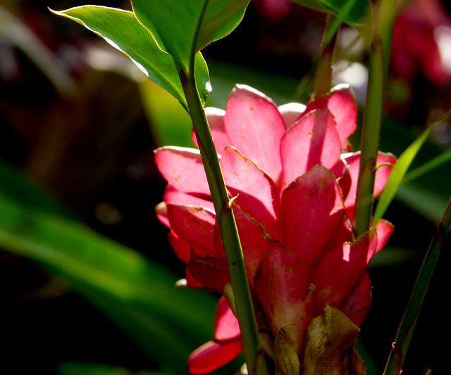 Red Alpinea - backlight