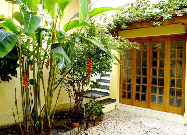backyard - Heliconias