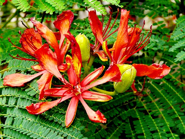 Flamboyant  flower