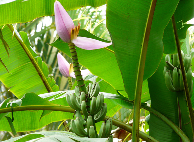 Banana Flower