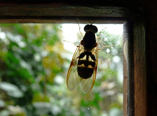 insect