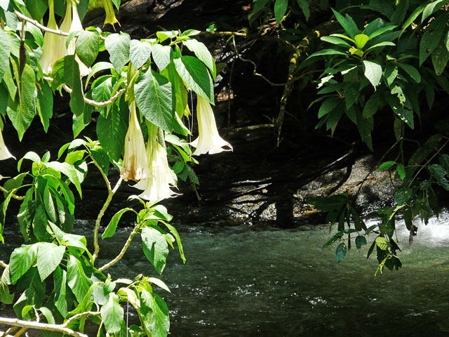 flower and river