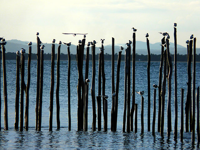 birds