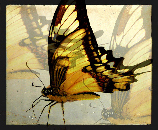 butterfly