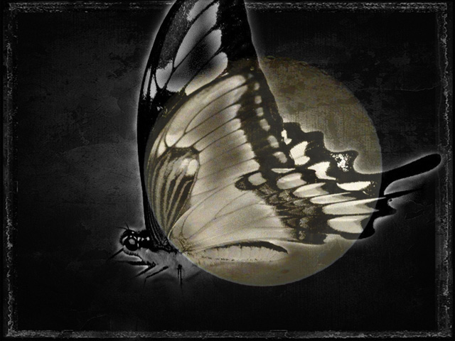 butterfly shadow