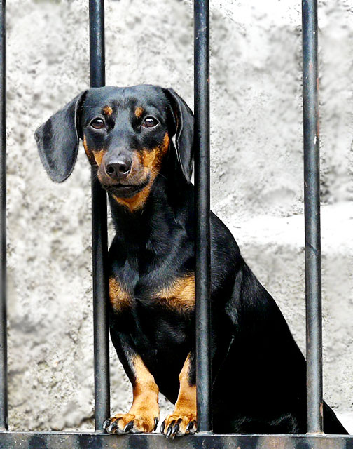 curious dog