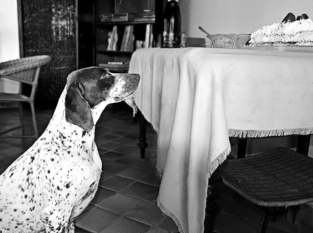 cake guardian