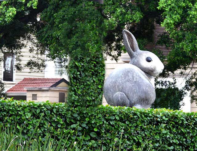 big bunny