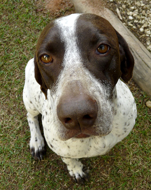 snout
