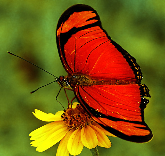 orange butterfly