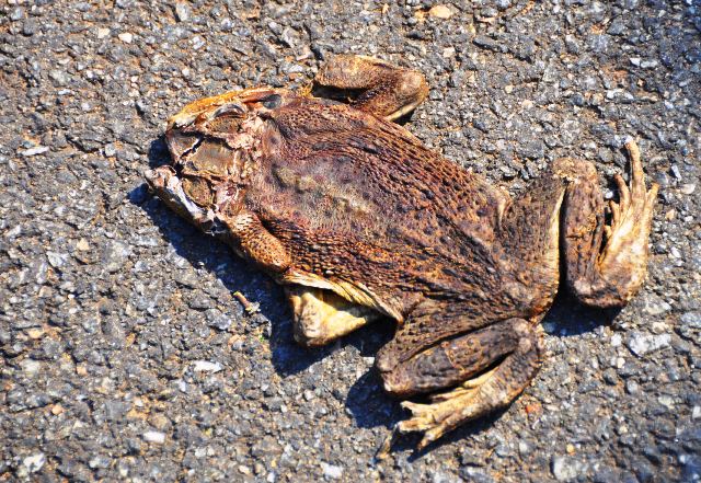 flat frog