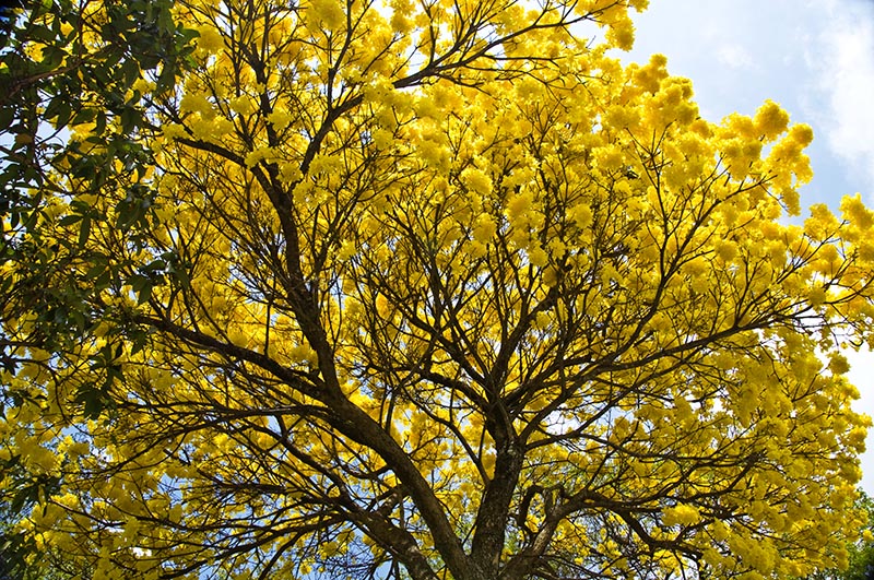 yellow ipe
