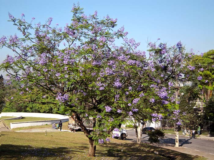 Blue Jacaranda