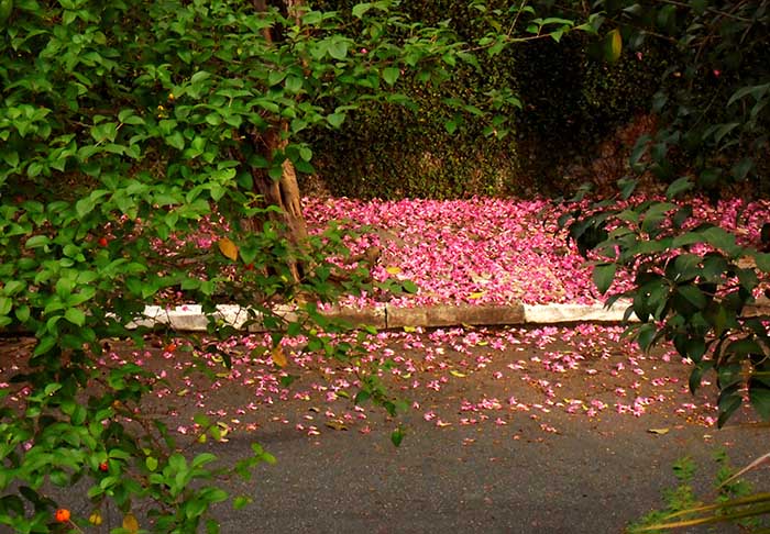 after rain - springtime 