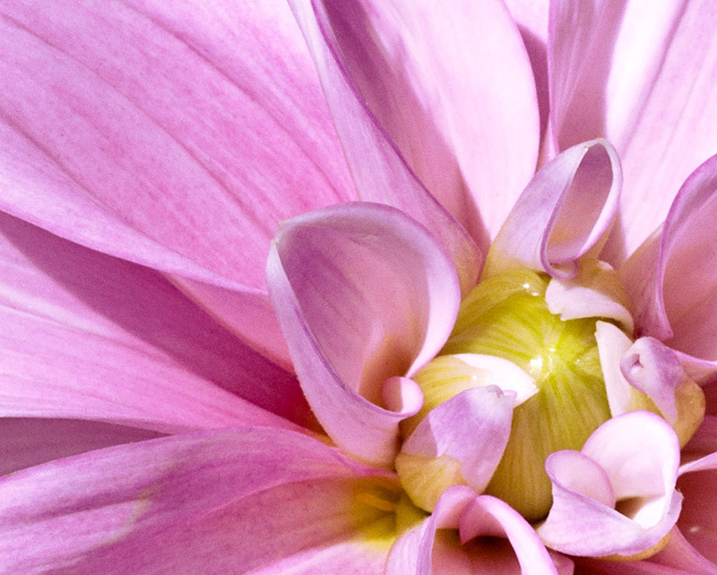 Dahlia