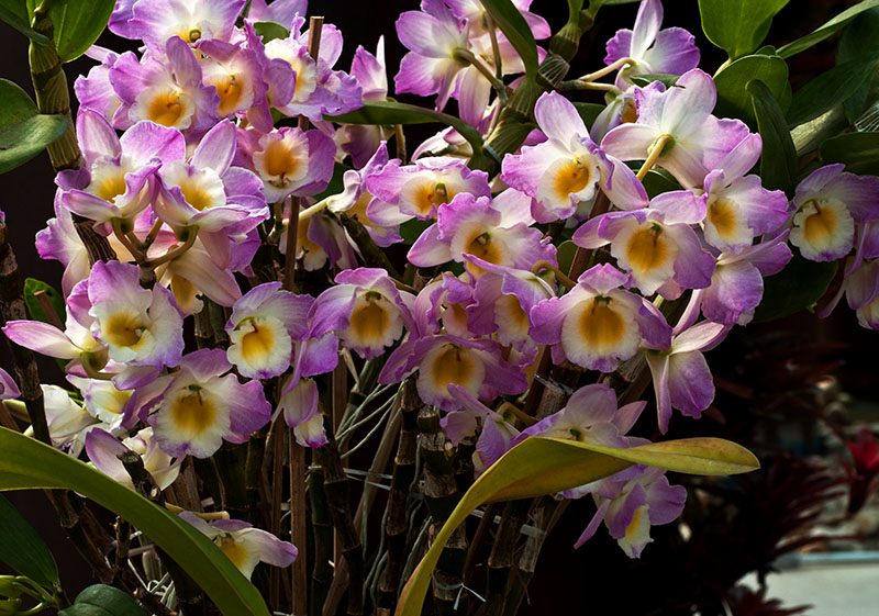 orchids 