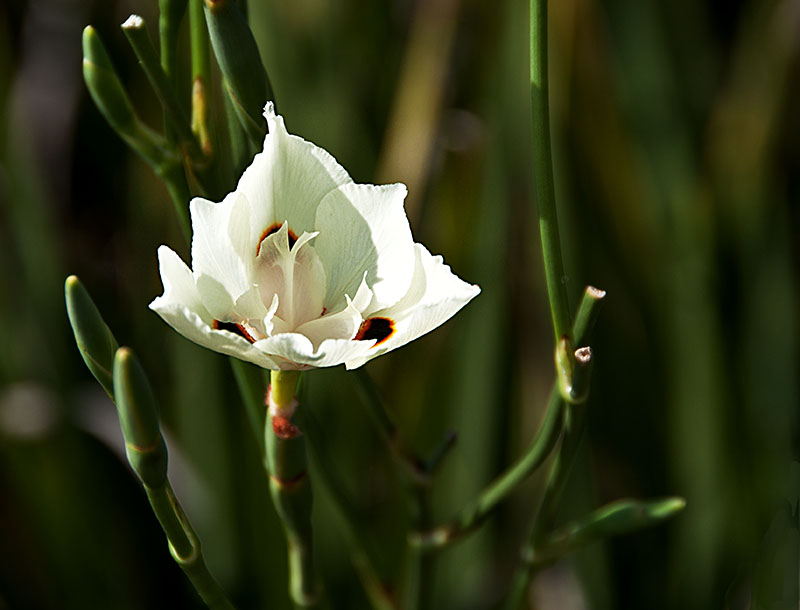 Morea (dietes bicolor)