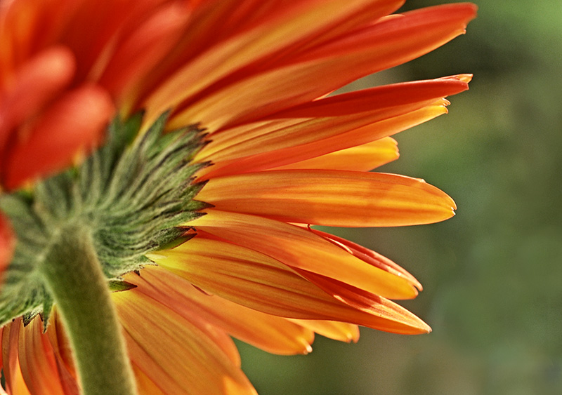 gerbera