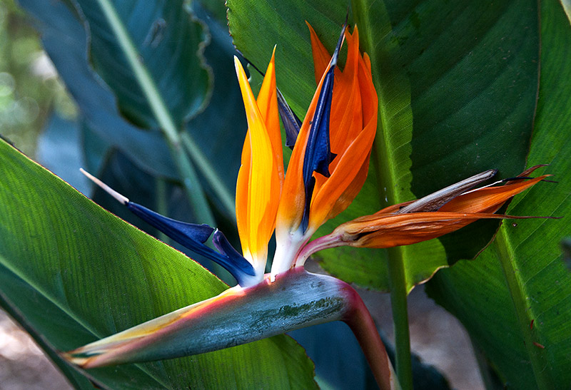 bird of paradise