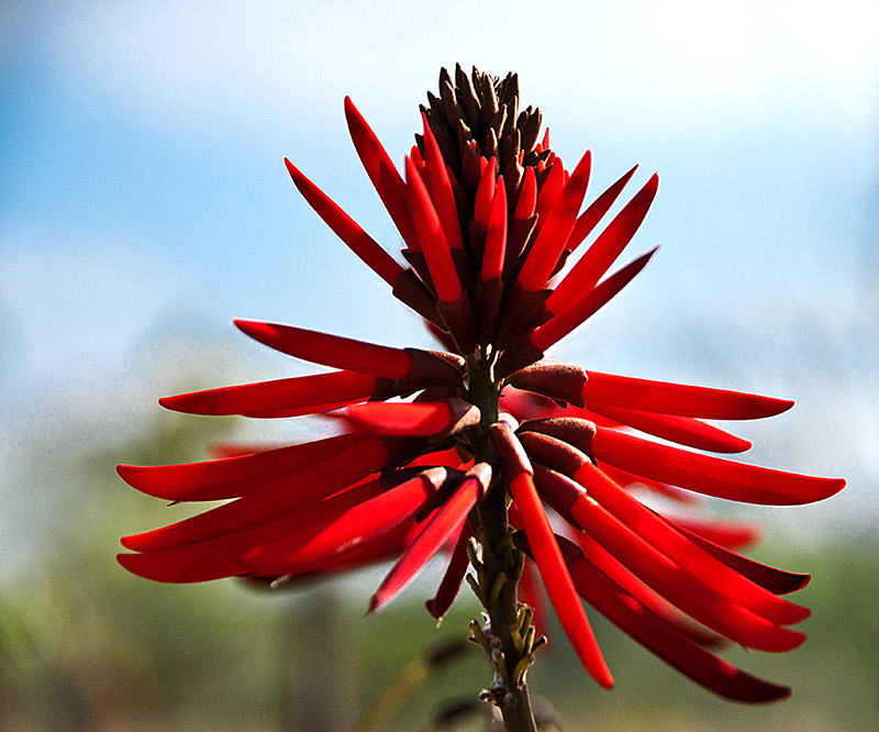 erythrina 