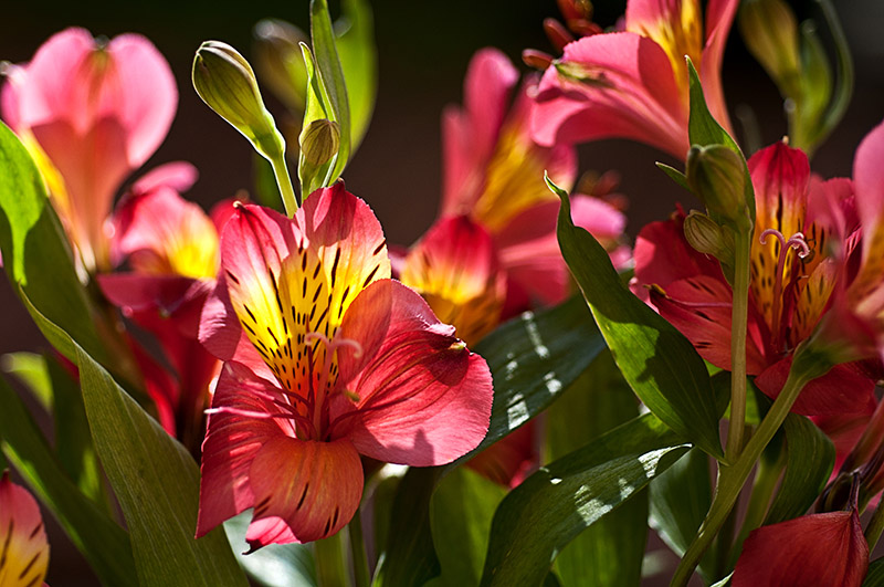 peruvian lily (alstroemeria)