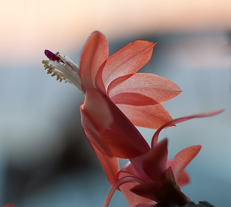 holiday cactus