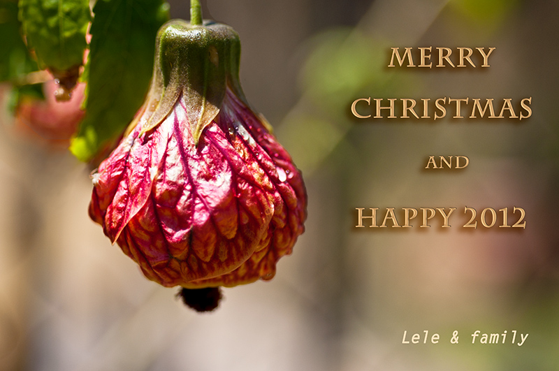 Merry Chritmas