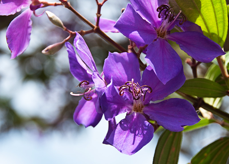 Quaresmeira flower