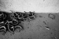 abandoned slaughterhouse #3