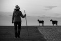 shepherds #1