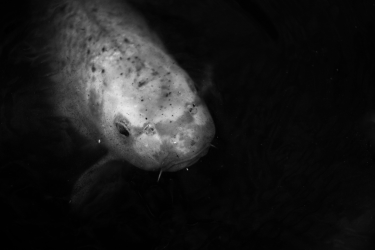 koi #2