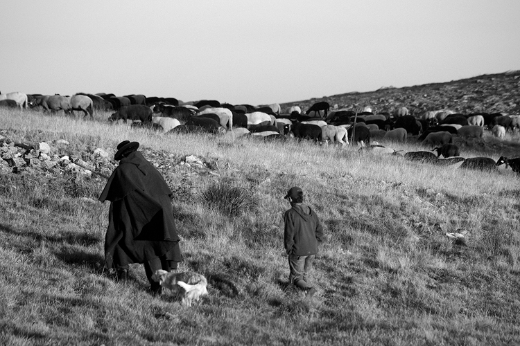 shepherds #3