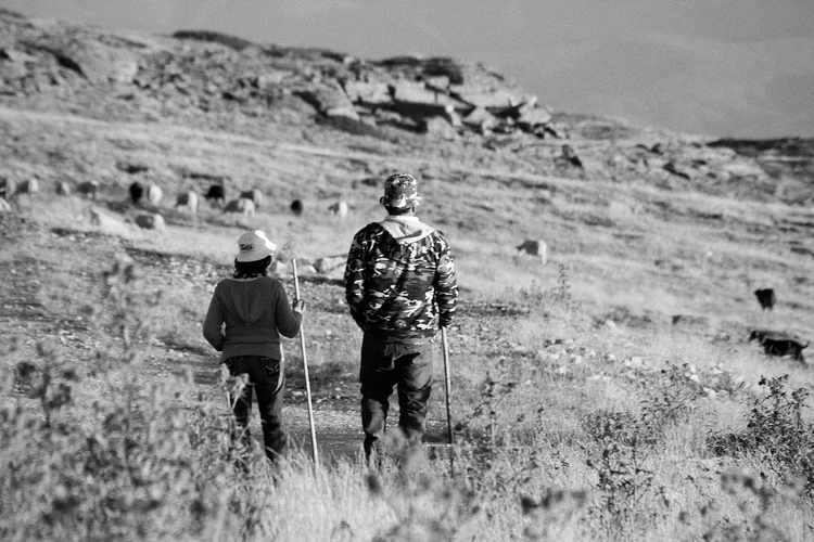 shepherds #2