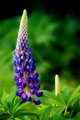 Purple-and-Pink.jpg