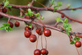 Red-and-green.jpg
