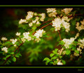 the first signs of spring