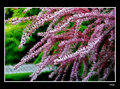 i'm dreaming of pink