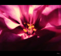 pinkness
