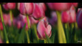 thinking of spring