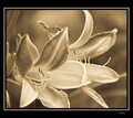 softness