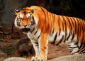 zoo tiger