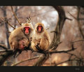 Snow monkeys