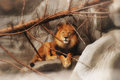 zoo lion