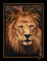 the king